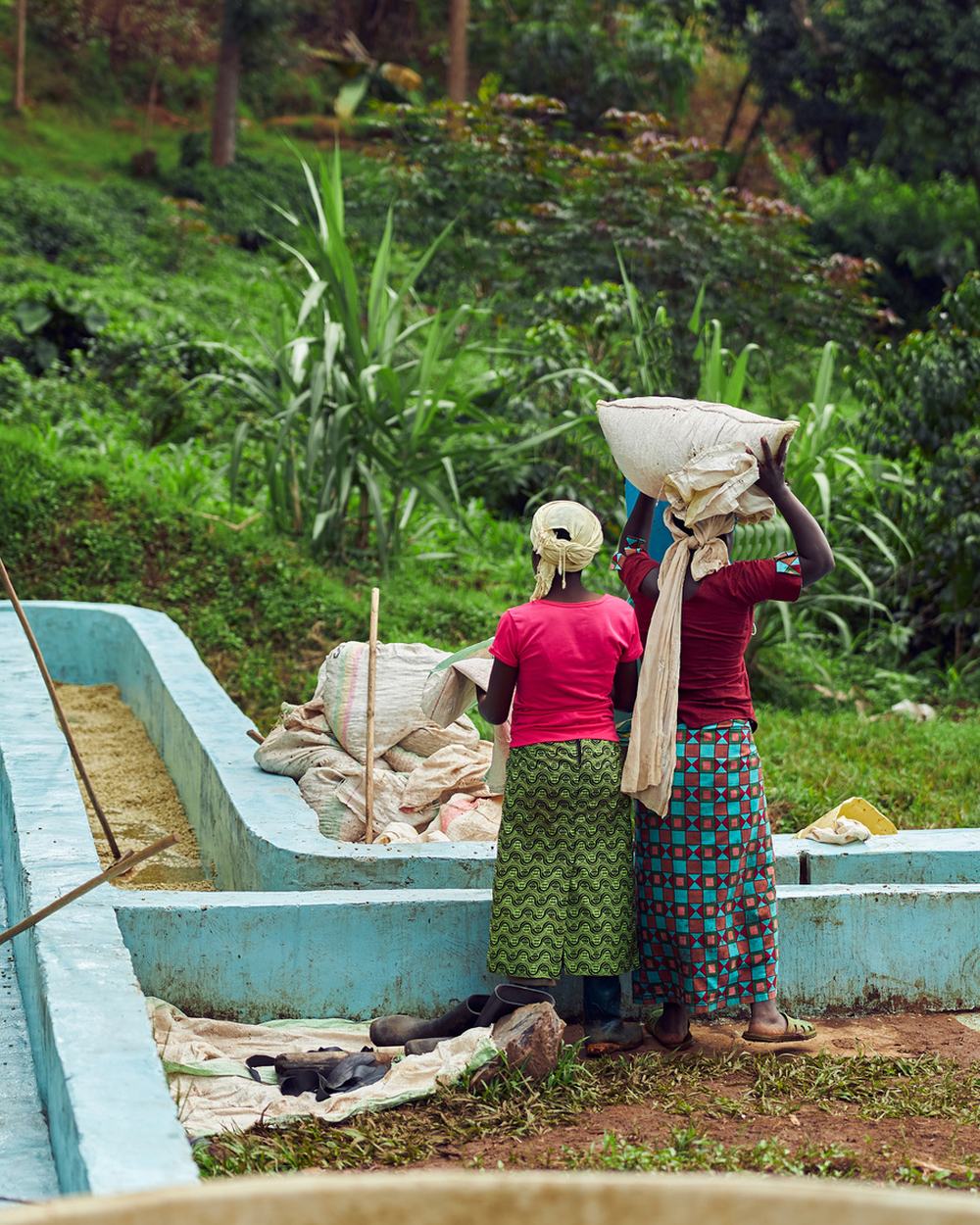 Workers at an African coffee washing station on a green hillside