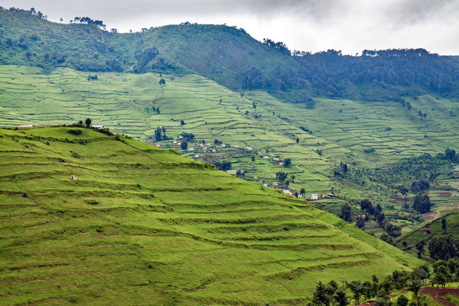 Bare, deforested hills used for grazing in the former Gishwati forest area, north-west Rwanda