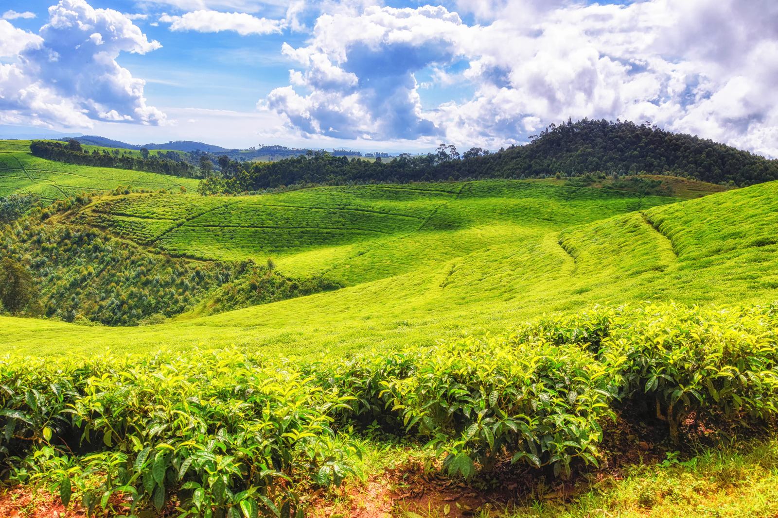 Terraced green tea hills in Rwanda under a bright sky