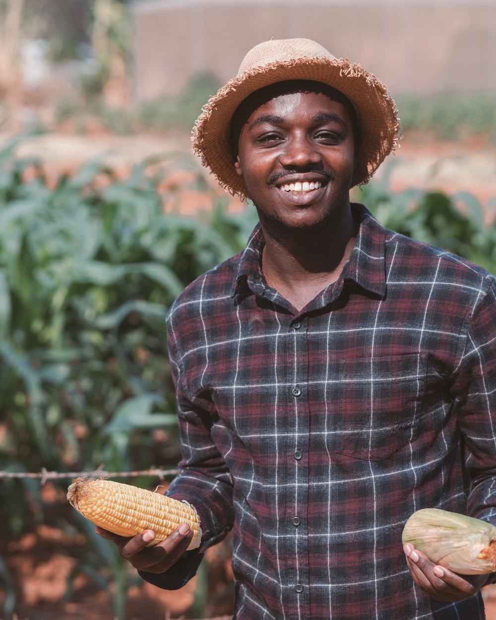 Smiling farmer holding a maize cob in his field