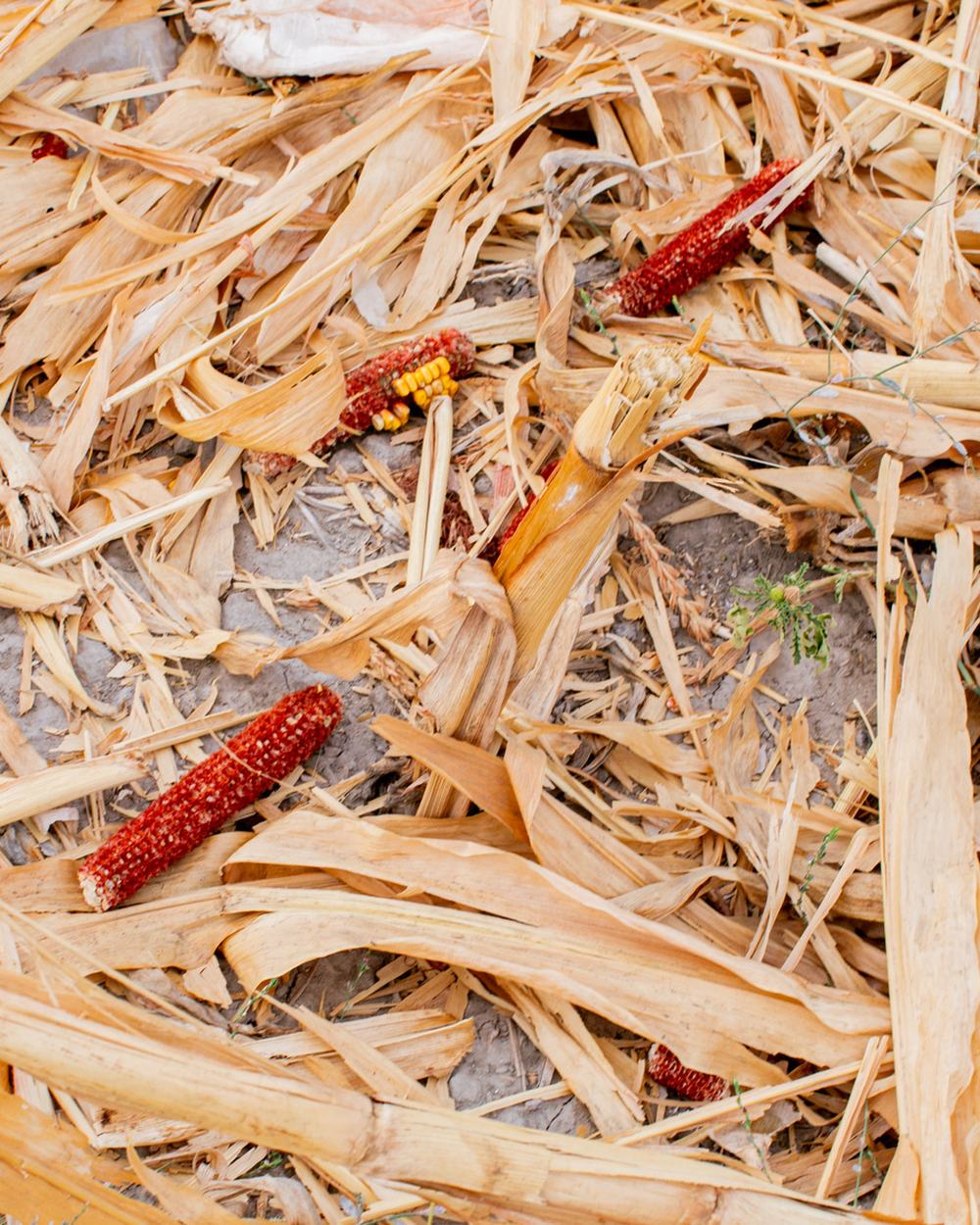 Dried maize cobs and husks lying on farmland after harvest