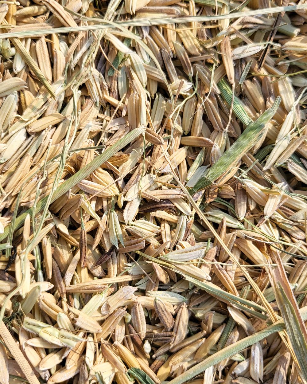 A heap of golden rice husk